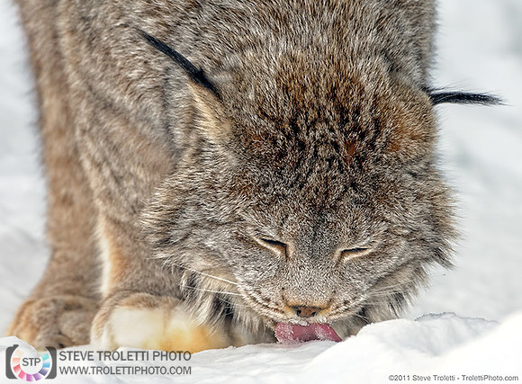 Canada Lynx / Lynx du Canada