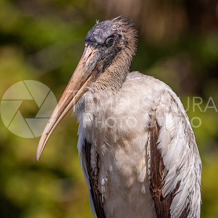 Juvenile Wood Stork 7