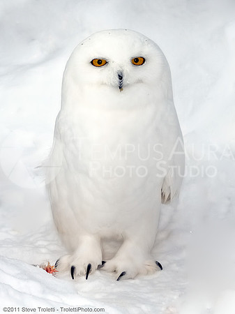 Male Snowy Owl / Harfang des neiges (Bubo scandiacus)