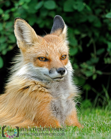 Male Red Fox / Renard roux mâle