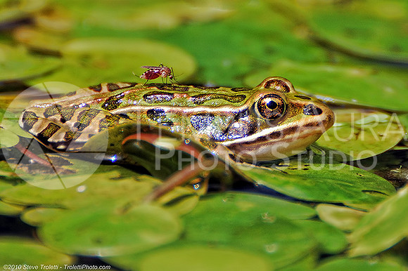 Leopard Frog and Mosquito