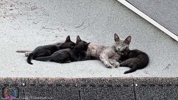 Abandoned Female Cat on Garage Rooftop with her litter of 3 kittens