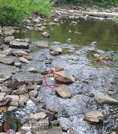 Déchets, peinture, poudre colorer, ballons, et plus dans le parc de Brouage, Boucherville suivent une activité de camp de jour le 2018-08-07
