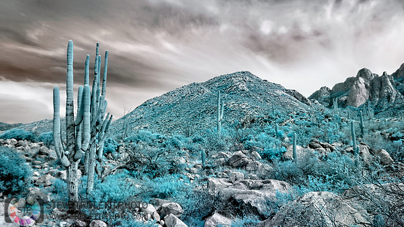 Saguaro Cactus - Arizona - INFRARED