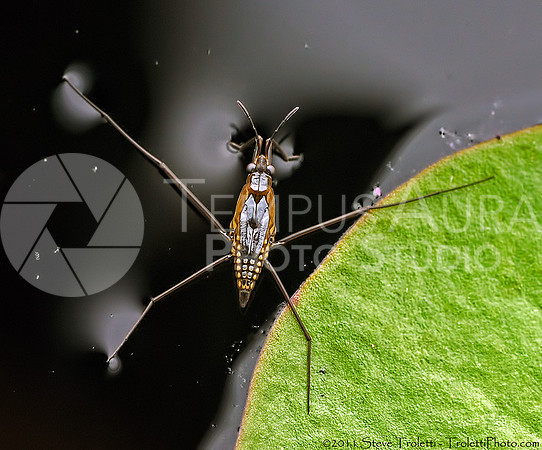 Gerridae / gerrid�s