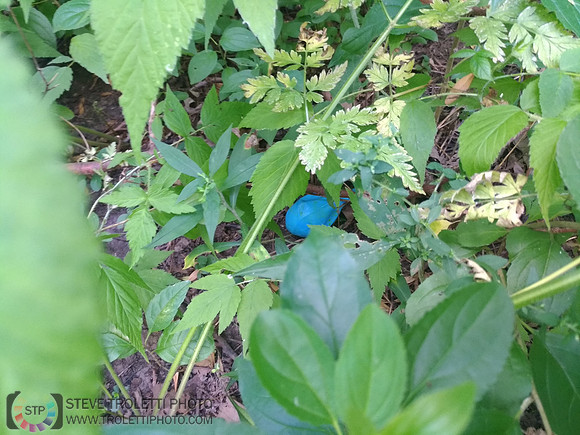 Déchets, peinture, poudre colorer, ballons, et plus dans le parc de Brouage, Boucherville suivent une activité de camp de jour le 2018-08-07