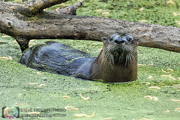 North American River Otter / Loutre de rivi�re