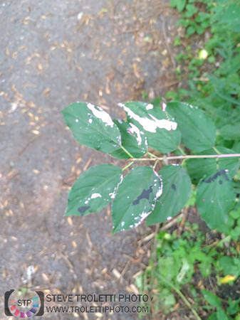 Déchets, peinture, poudre colorer, ballons, et plus dans le parc de Brouage, Boucherville suivent une activité de camp de jour le 2018-08-07