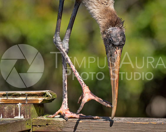 Juvenile Wood Stork 5
