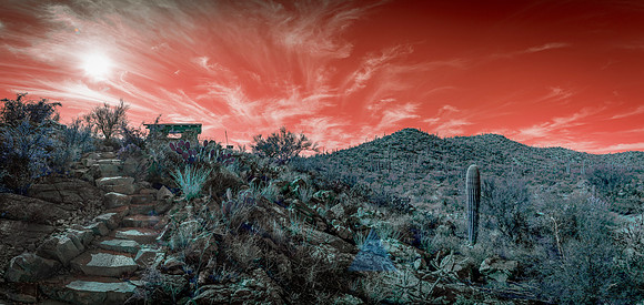Saguaro Desert