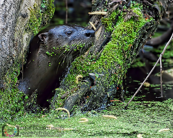 North American River Otter / Loutre de rivière