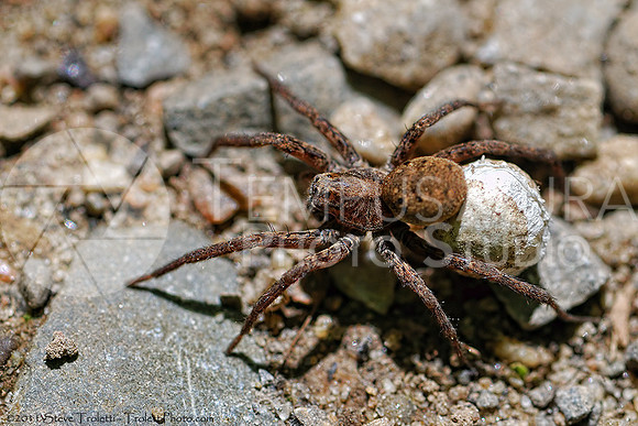 Spider Carrying Egg Sac