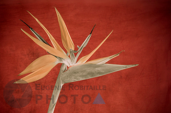Bird of paradise flower in bloom