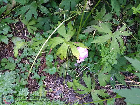 Déchets, peinture, poudre colorer, ballons, et plus dans le parc de Brouage, Boucherville suivent une activité de camp de jour le 2018-08-07