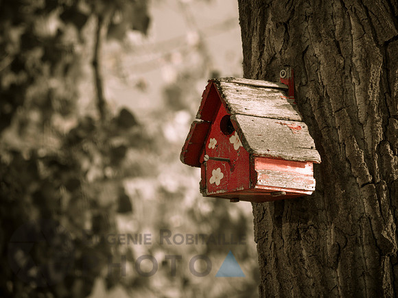 Little bird house