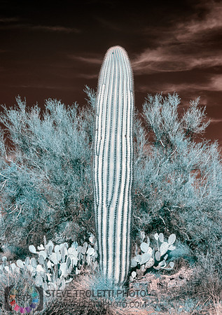 Saguaro Cactus - Arizona - INFRARED