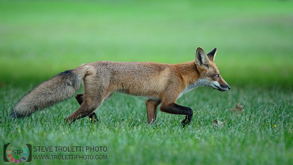 Juvenile Red Fox on the Prowl / Renard roux à l'affût