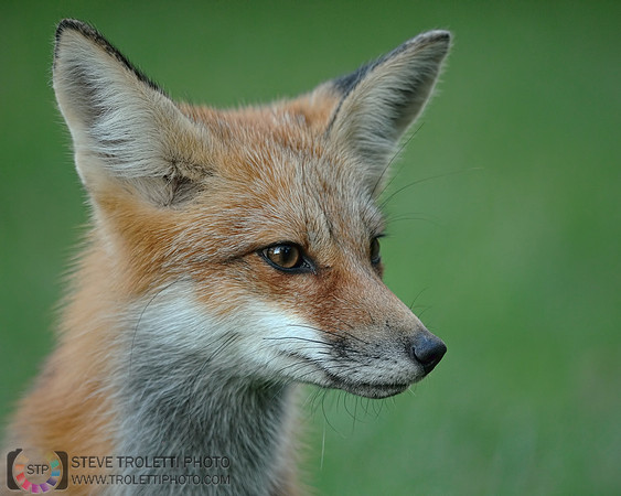 Portrait of a Juvenile Red Fox / Portrait de renard roux juvénile