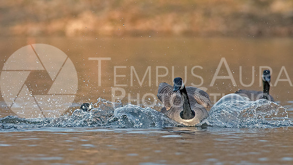 Harlequin Chasing Geese / Arlequin pourchasse les bernaches