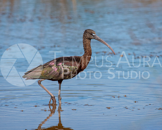 Glossy ibis / Ibis falcinelle