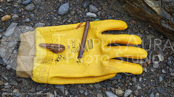 Trash Littering the banks of Montreal's Île-de-la-Visitation Nature Park