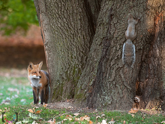 The Fox and Squirrel... / Le renard et l'écureuil ...