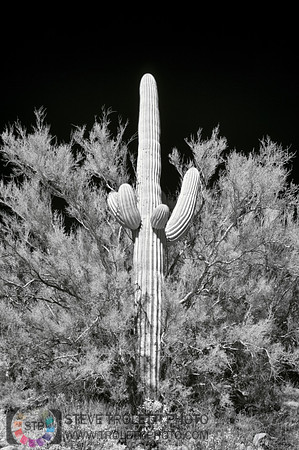 Saguaro Cactus - Arizona - INFRARED