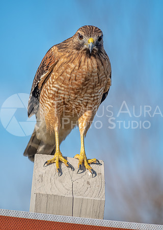 Red-shouldered hawk