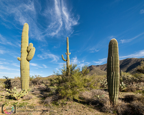 Saguaro Cactus Arizona