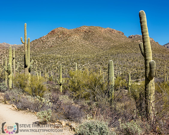 Saguaro Cactus Arizona