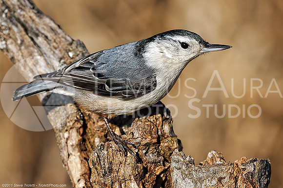 White-breasted Nuthatch - Sittelle à poitrine blanche (Sitta carolinensis)