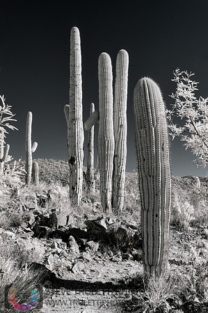 Saguaro Cactus - Arizona - INFRARED
