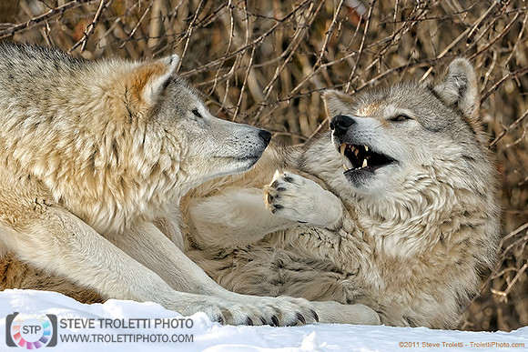 Gray wolves in the Snow / Loups gris dans la neiges