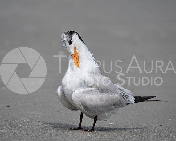 Royal tern preening on the beach