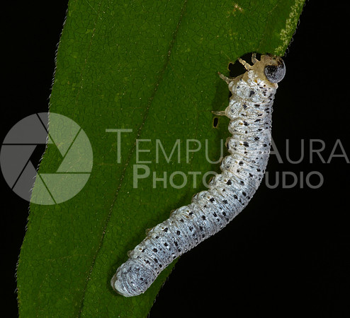 Sawfly Larvae - Not Identified - Cross Polarized