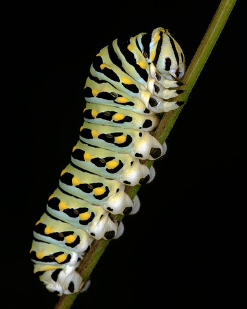 Black Swallowtail Butterfly Caterpillar Cross Polarized