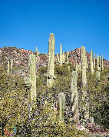 Saguaro Cactus Arizona