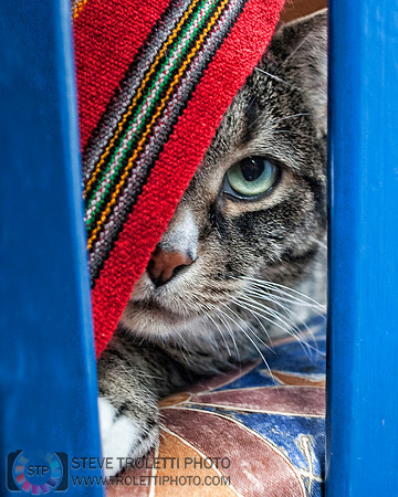 Tango the cat / Tango le chat