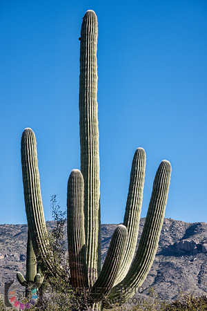 Saguaro Cactus Arizona