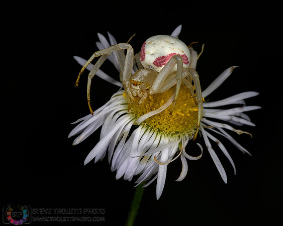 Misumena vatia goldenrod crab spider or flower (crab) spider