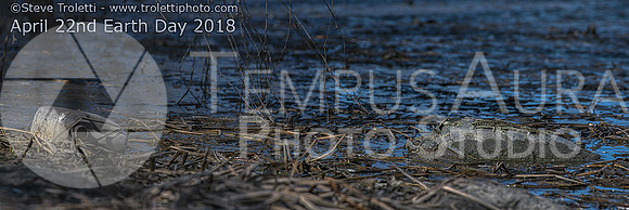 Earth Day - April 22nd 2018 - Snapping Turtle and Trash