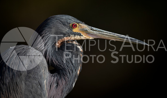 Portrait of a Tricolored heron