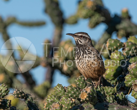 cactus wren /  Troglodyte des cactus III