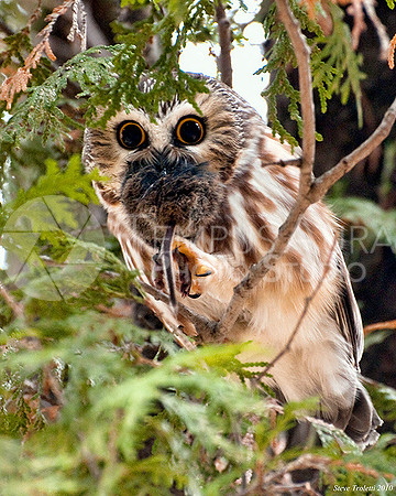 Northern Saw-whet Owl / Petite Nyctale (Aegolius acadicus) 2