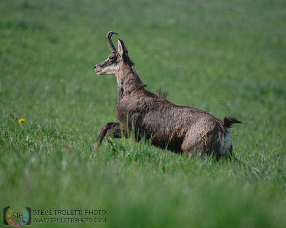 Chamois