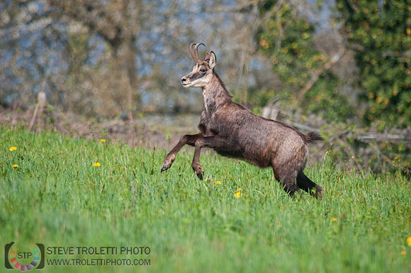 Chamois