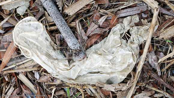 Trash Littering the banks of Montreal's Île-de-la-Visitation Nature Park