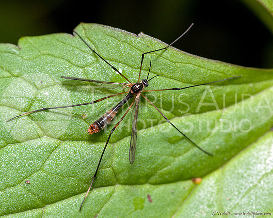 Crane Fly / Tipulidae