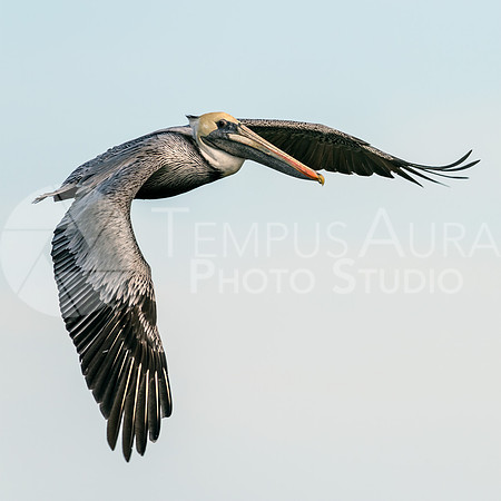 Brown pelican in flight