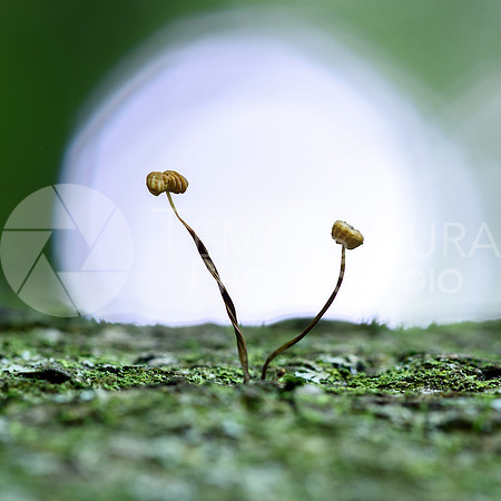 Twirly Fungus on a stump
